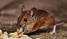 24 Hour & Emergency Exterminators in Desert Hot Springs, CA